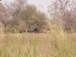 MS Shot of small house in distance with soft focus tall grass / bwindi, kabale, uganda Stock Footage