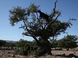 Hungry Goat Stock Footage