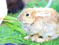Rabbit Stock Footage