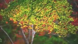 Maple leaf Stock Footage