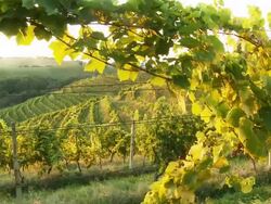 HD DOLLY: Viniferous Region Stock Footage