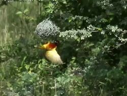 MS Ploceus cucullatus male working on Nest in bogoria park / National Park, Africa, Kenya Stock Footage