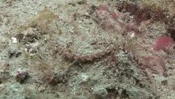 A sea creature forages on a coral-covered rock. Stock Footage