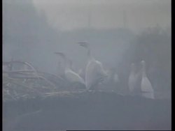 USA: EVERGLADES: ENVIRONMENT IN TOP 5 OF VOTERS' CONCERNS News Clip