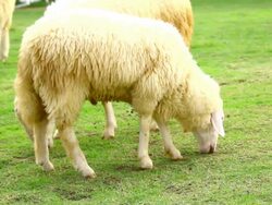 sheep in field Stock Footage