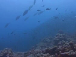 Trevally Hunting Stock Footage