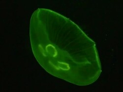 Jelly Fish Deep Sea Hawaii Seychelles Scuba Diving Snorkelling Glowing Stock Footage