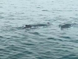 Humpback whales Stock Footage