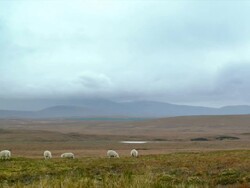 WS View of sheep grazing on wide meadows with clouds / Crask Inn, Scotland, United Kingdom Stock Footage