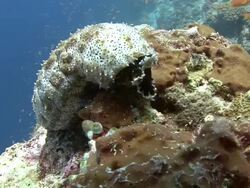 Sea Cucumber Stock Footage