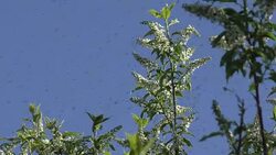 Swarm of Mosquitos Stock Footage