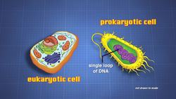 Prokaryotic Cell Division Instructional Video
