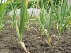 HD DOLLY: Spring Green Garlic In Garden Stock Footage