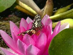butterfly sits on the petals of a lily Stock Footage