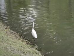 Heron Stock Footage