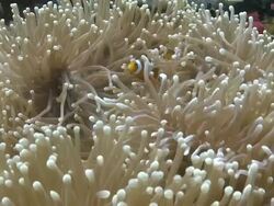Anemone and clown fish, Mayne Rock, Sabah, Malaysia, Borneo Stock Footage