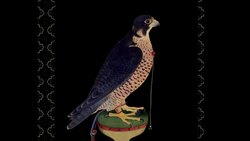 Noble Hunting at Safavid Court Stock Footage