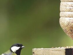 MS SLO MO Shot of Great Tit, parus major Adult eating Food , Fight at Trough in Flight / Calvados, Normandy, France Stock Footage