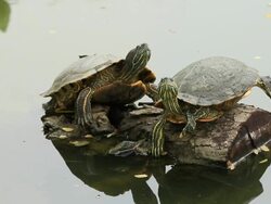 Turtles rest on a timber Stock Footage