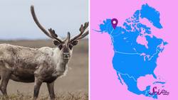 Migrations: Big Animal Trips Instructional Video