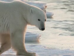 MS TS SLO MO Pola rbear walking on ice / Churchill, Manitoba, Canada    Stock Footage