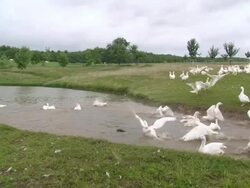WS View of flock of geese / Serrig, Rhineland-Palatinate, Germany Stock Footage