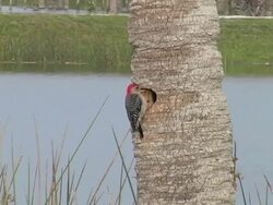Woodpecker Outside of Her Nest Stock Footage