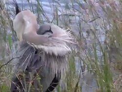 Closeup of Great Blue Heron Preening Stock Footage