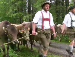 MS Viehscheid at Schollang near Oberstdorf, ceremonial driving down of cattle from mountain pastures into valley in autumn at Allgau Alps / Oberstdorf, Bavaria, Germany Stock Footage