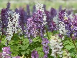 HD DOLLY: Field Of Hyacinth With Bees Stock Footage