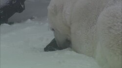 A polar bear chews and licks an object as snow blows past it. Stock Footage