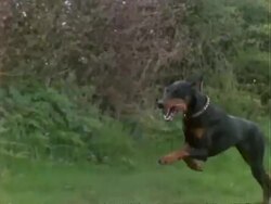 High Speed MCU Doberman dog bitch running, tracking left, England, UK Stock Footage