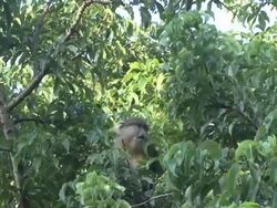 Samango monkey Stock Footage