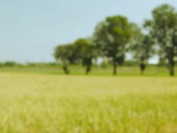 Grain of rice in the field of agricultural land Stock Footage