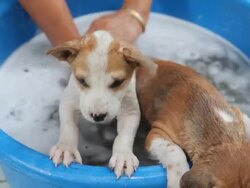 Female hand washing puppy dog Stock Footage