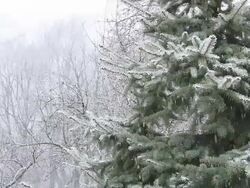 HD: Snow Covering Spruce Tree Stock Footage
