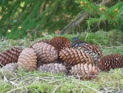 Chaffinch and a pile of cones Stock Footage