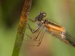 Dragonfly Stock Footage