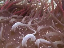 Anemone Shrimp Stock Footage
