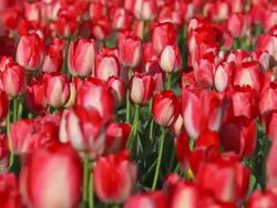 field of red tulips in Spring Stock Footage