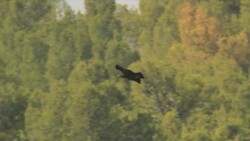 Slow Motion, Lesser spotted eagle(Clanga pomarina) in flight Stock Footage
