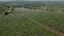 Fruit garden, Aerial shooting Stock Footage