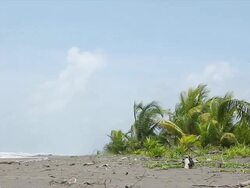 Tropical Beach (NTSC) Stock Footage