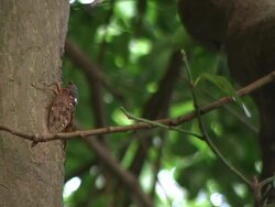 HD: Cicada crawling up tree (video) Stock Footage
