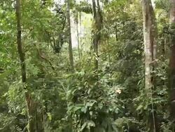 Jungle Canopy Stock Footage