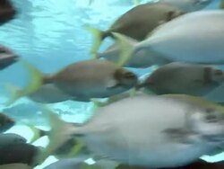 School of Marine Fishes Stock Footage