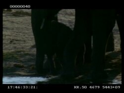 MCU African Elephant (Loxodonta africana) baby at waterhole, surrounded by legs of adults, tries to drink but adults move it away from waters edge, Botswana Stock Footage