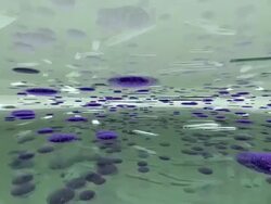 Bacteria (SD) Stock Footage