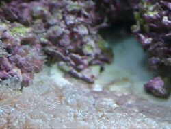 Flower-like sea animal. Stock Footage