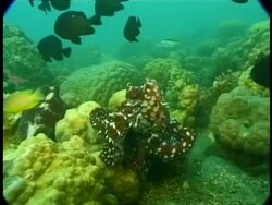 MCU Octopus pushing fish away with tentacle Stock Footage